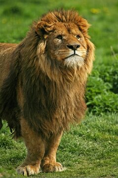 African Lion, panthera leo, Male standing on Grass