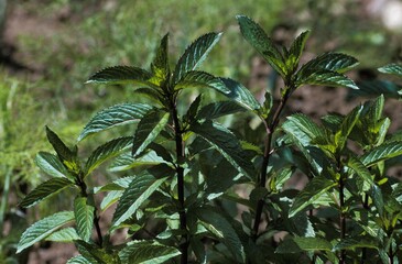 Peppermint, mentha piperita © slowmotiongli