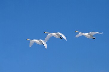 Whooper Swan, cygnus cygnus, Adults in Flight against Blue Sky, Hokkaido Island in Japan