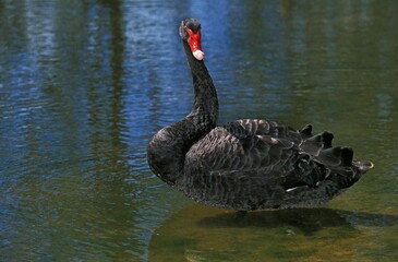 Black Swan, cygnus atratus, Adult standing in Water
