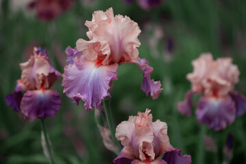 Beautiful pink iris flowers grow in the garden.