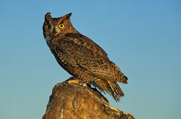 Great Horned Owl, bubo virginianus, Adult standing on Rock against Blue Sky