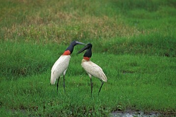 Jabiru Stork, jabiru mycteria, Adults standing in Swamp, Pantanal in Brazil