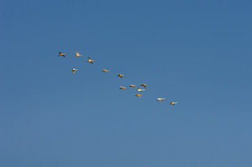 A flock of swans in the morning blue sky.