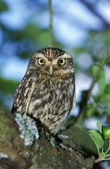 Little Owl, athene noctua, Adult standing on Branch, Normandy