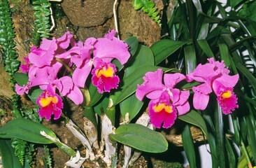 Orchid, cattleya sp