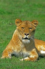 African Lion, panthera leo, Female laying on Grass