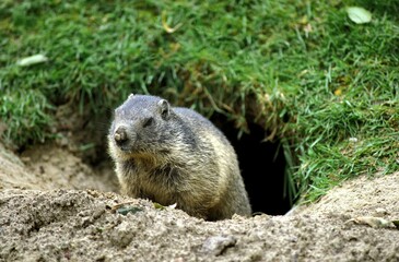 Alpine Marmot, marmota marmota, Adult at Den Entrance
