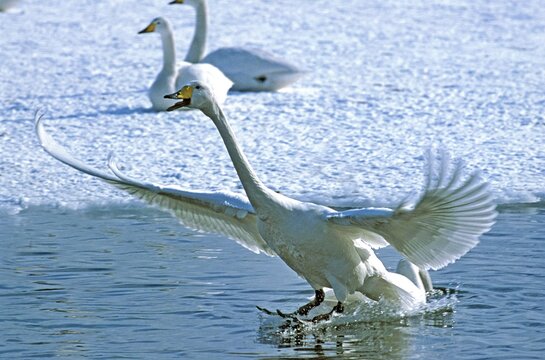 Whooper Swan, cygnus cygnus, Adult Landing near a Frozen Lake, Hokkaido Island in Japan