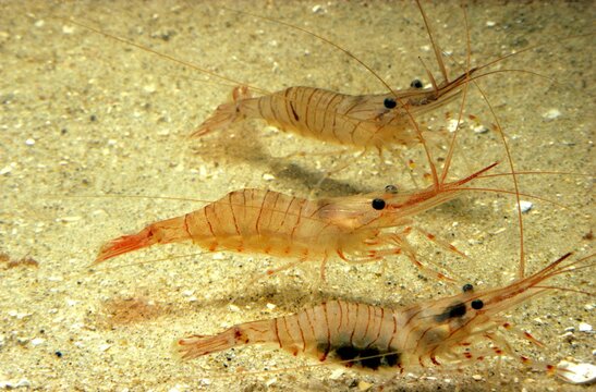 Common Prawn, palaemon serratus