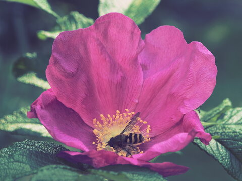 Wasp on a flower