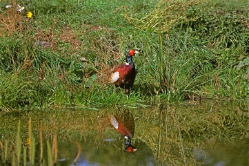 Common Pheasant, phasianus colchicus, Male standing near Water, Normandy