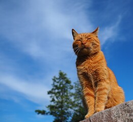 Cat in a beautiful scenery © Micha