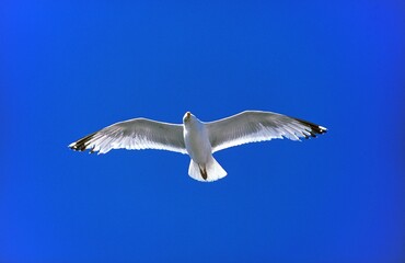 Herring Gull, larus argentatus, Adult in Flight, Bretagne in France