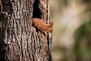 Red Squirrel, sciurus vulgaris, Adult standing at Nest Entrance, Normandy