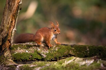 Naklejka na ściany i meble Red Squirrel, sciurus vulgaris, Adult standing on Branch, Normandy