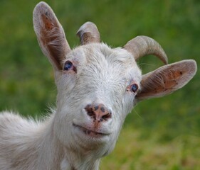 Goat with a special gaze