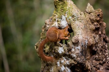 Red Squirrel, sciurus vulgaris, Adult standing on Stump, Eating Hazelnut, Normandy