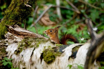 Red Squirrel, sciurus vulgaris, Adult Eating Hazelnut, Normandy
