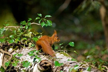 Red Squirrel, sciurus vulgaris, Adult standing on Stump, Normandy