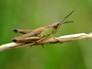 Grasshopper