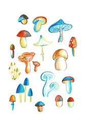 Bright different types of mushrooms set . Tasty card in cartoon style on white background