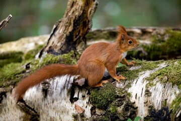Red Squirrel, sciurus vulgaris, Adult standing on Branch, Normandy