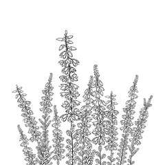 Field with outline Heather or Calluna flower with bud and leaves in black isolated on white background. 