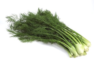 Little Fennel, foeniculum vulgare, Vegetables against White Background