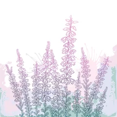 Foto op Canvas Field with outline Heather or Calluna flower with bud and leaves in pastel pink on the white background.  © bokasana