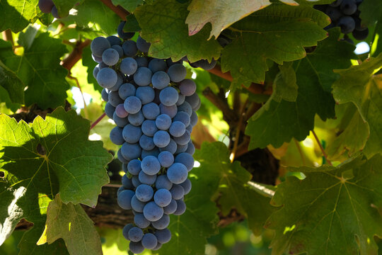 Single Bunches Of Ripe Red Grapes