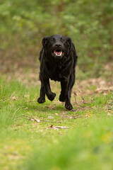 Black labrador retriever puppy running to photographer with teeth and tongue out