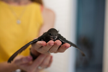 The common swift (Apus apus)