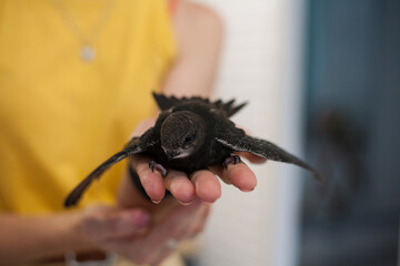 The common swift (Apus apus)