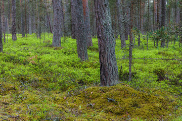 Mystic pine forest at gloomy weather