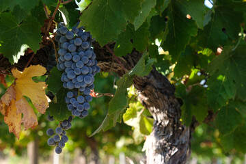 bunches of ripe red grapes on the vine