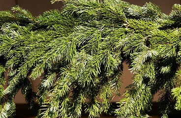 Branch of Christmas Tree