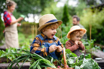 Family with small children gardening on farm, growing organic vegetables.