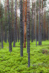 Obraz premium Mystic pine forest at gloomy weather