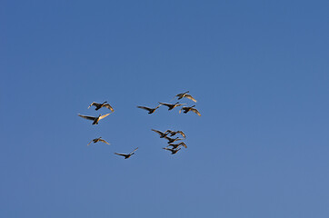 A flock of swans in the morning blue sky.