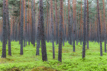 Mystic pine forest at gloomy weather