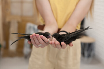 The common swift (Apus apus), called simply “swift” in Great Britain, is a soft-tailed, black bird that breeds across Eurasia and winters in southern Africa