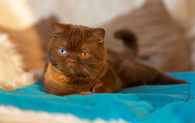 Rarität sehr selten und imposant cinnamon Kater Odd eyed  Altay