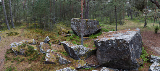 Mystic pine forest at gloomy weather