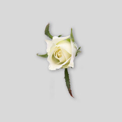 Top View Flower Mockup
