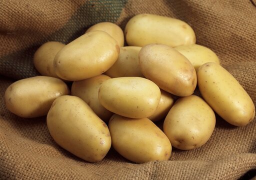 Mona Lisa Potato, Solanum tuberosum
