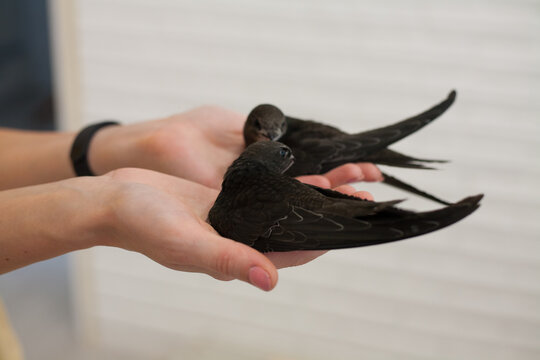 The common swift (Apus apus), called simply “swift” in Great Britain, is a soft-tailed, black bird that breeds across Eurasia and winters in southern Africa
