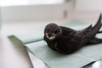 The common swift (Apus apus), called simply “swift” in Great Britain, is a soft-tailed, black bird that breeds across Eurasia and winters in southern Africa