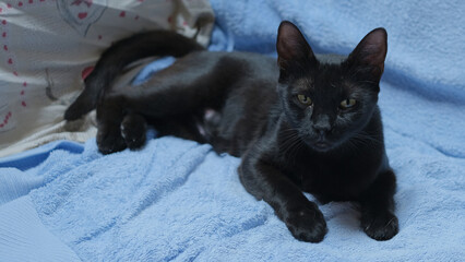 Ritratto di un cucciolo di gatto nero su un divano.