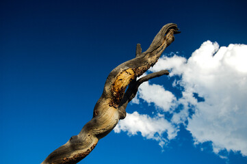 Dead tree branch - abstract